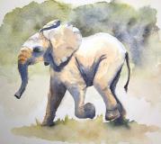 Young Elephant